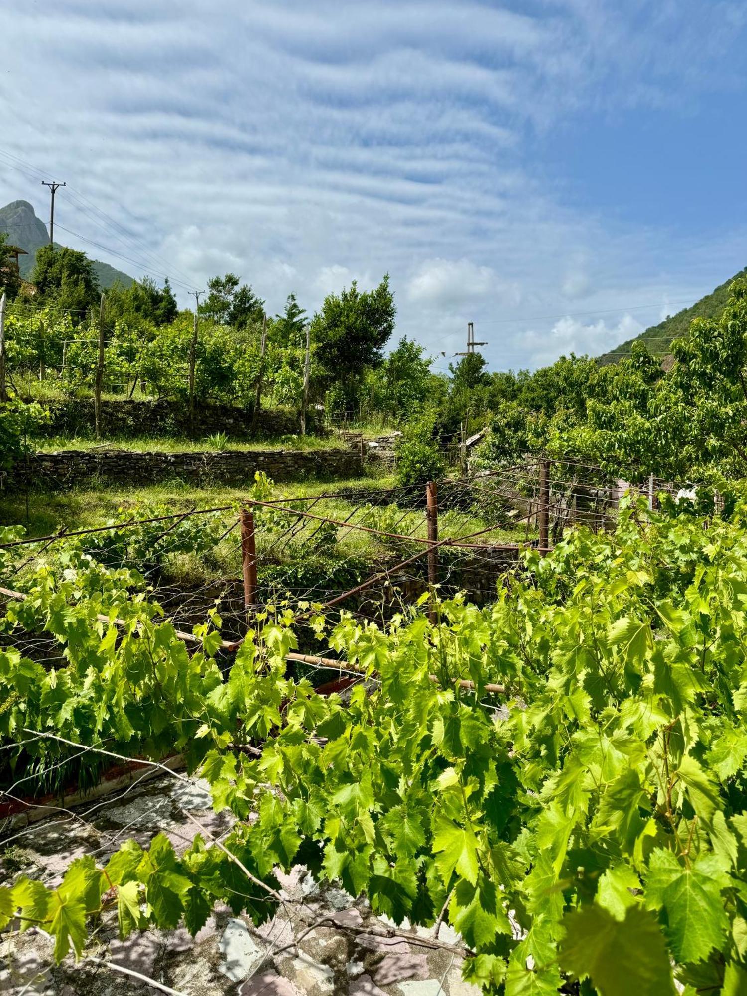 Guest House Noku Koman Εξωτερικό φωτογραφία